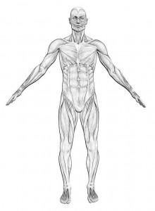 Anatomie des Menschen | Muttis Rezepte